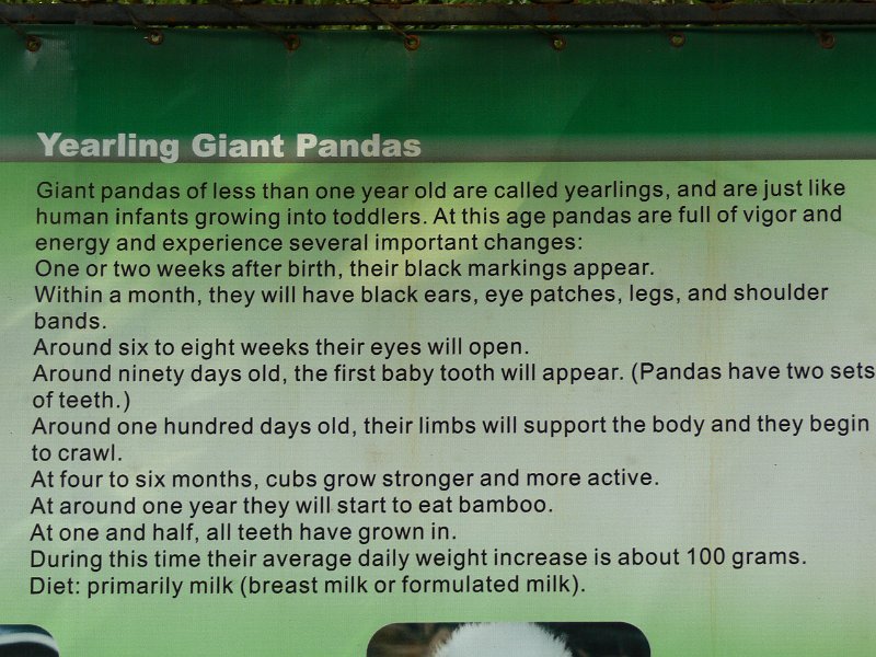 Pandas (002).jpg